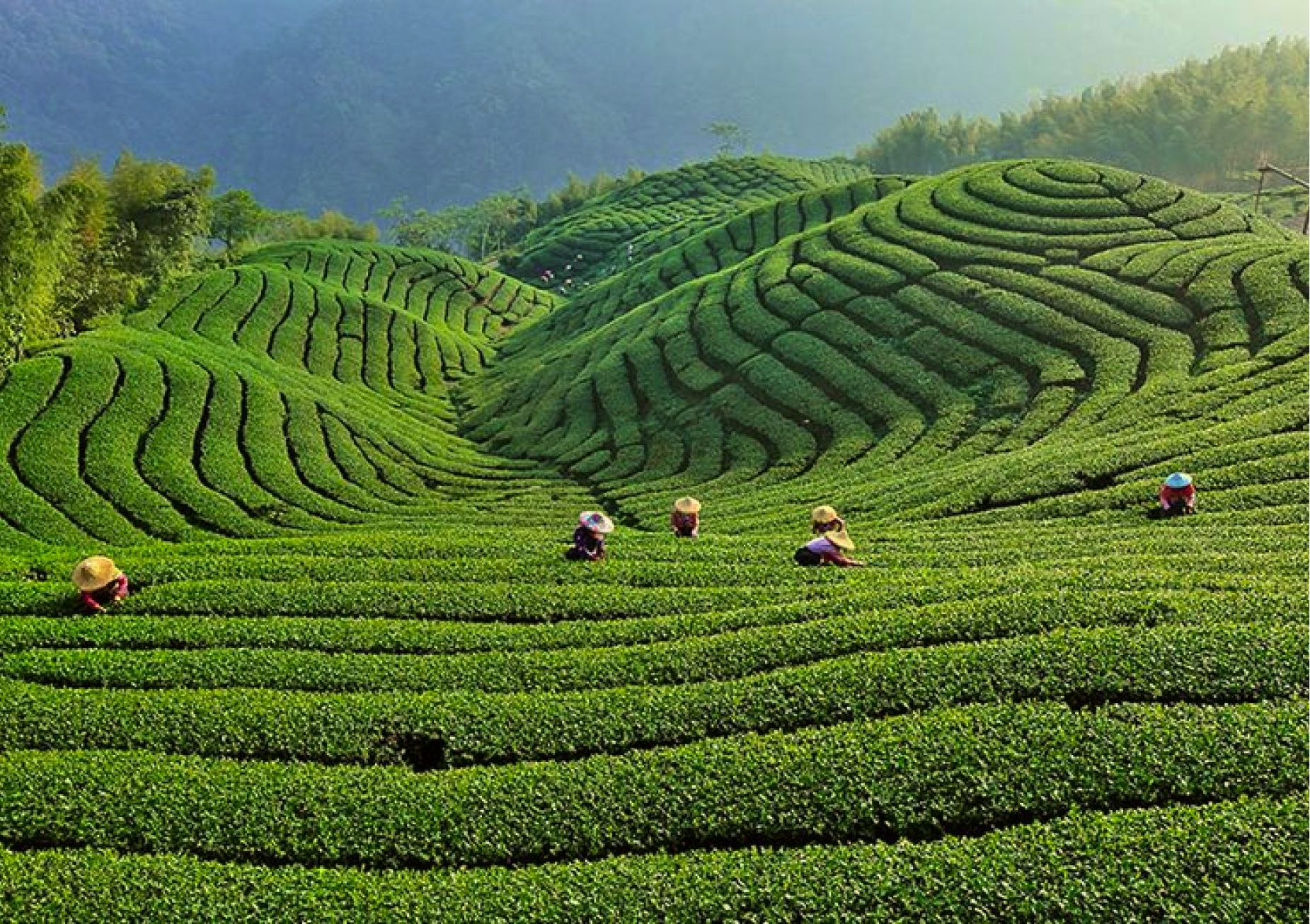 Tea fields in Japan